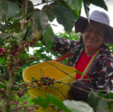 Woman harvesting coffee cherries from a tree with a yellow bucket.