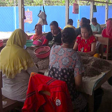 Women  of the Rahmat Kinara Cooperative, sorting green coffee beans at tables.