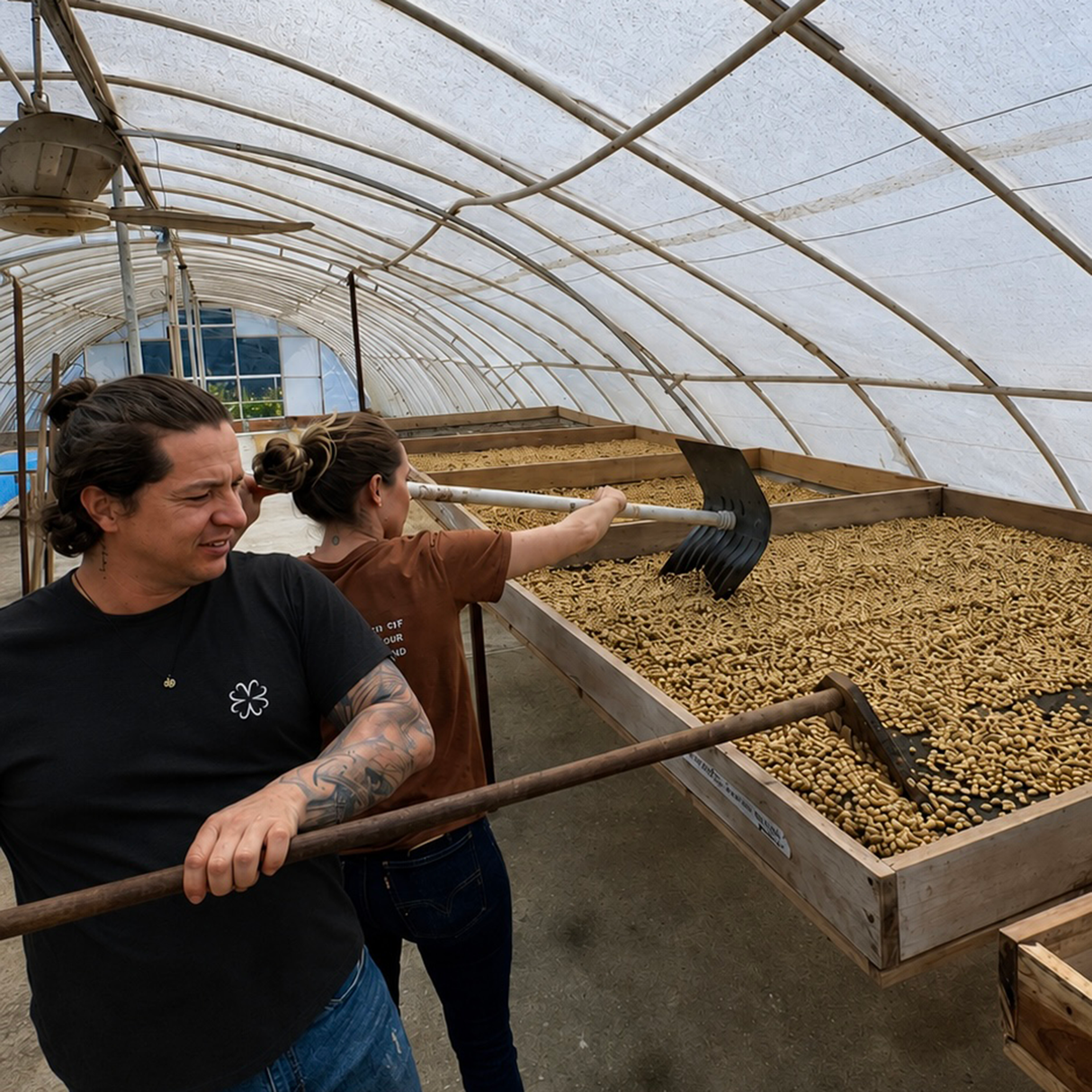 Two people working inside a greenhouse  raking green beans on raised African drying beds.