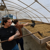Two people working inside a greenhouse  raking green beans on raised African drying beds.