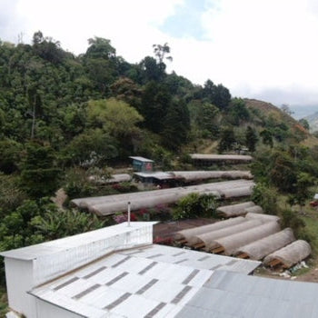 Costa Rican hillside with  coffee trees with rows of covered African raised drying beds and a building in the forground.