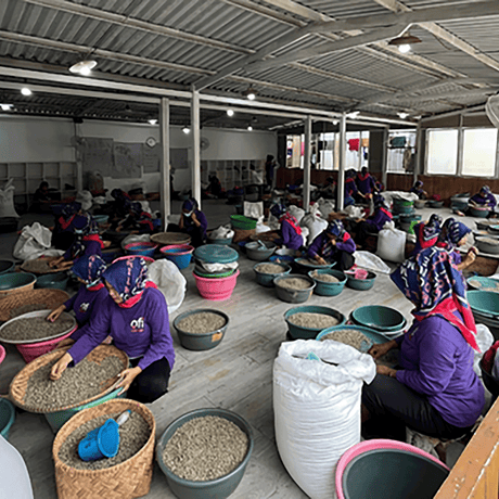 Java coffee beans being sorted by women in purple long-sleeves on wicker round trays and green round containers sitting on floor in building.