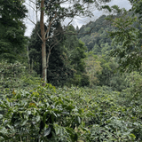 Java_coffee_trees