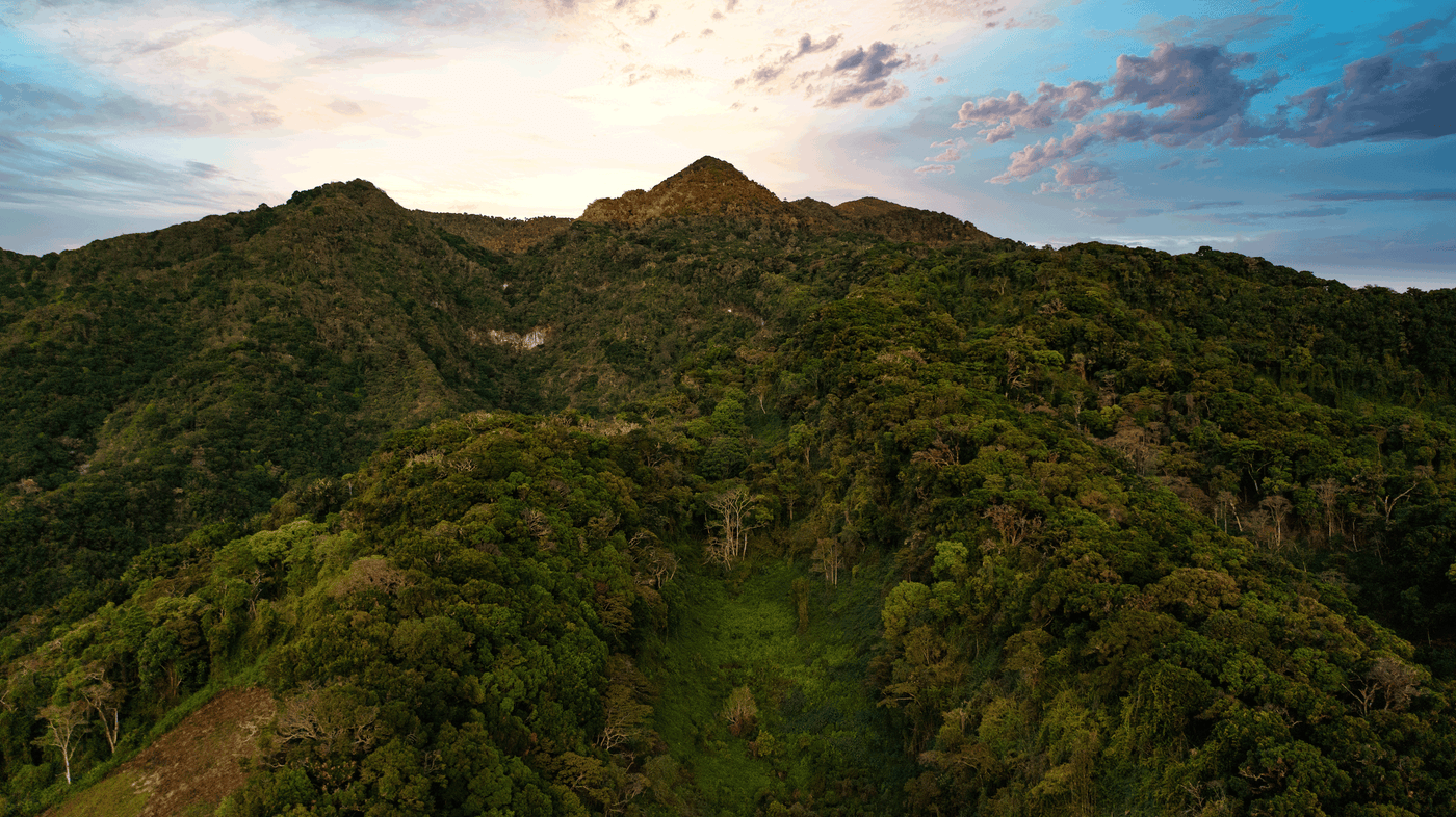 Green hillside with trees and coffee trees of the Lamastus Estate, with bright sky.