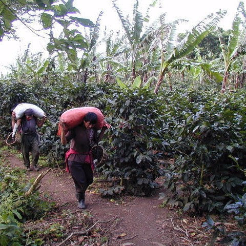 Organic Rainforest Blend - Klatch Coffee Roasting