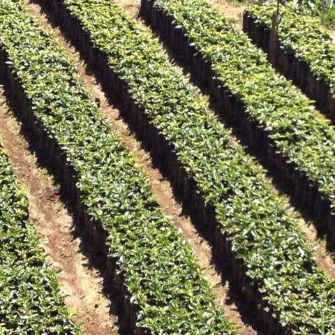 Organic Decaf Espresso - Klatch Coffee Roasting