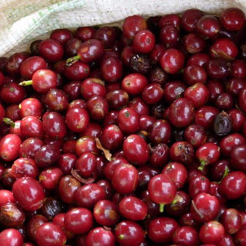 Mocha Java Blend - Klatch Coffee Roasting