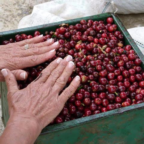 Organic Rainforest Blend - Klatch Coffee Roasting