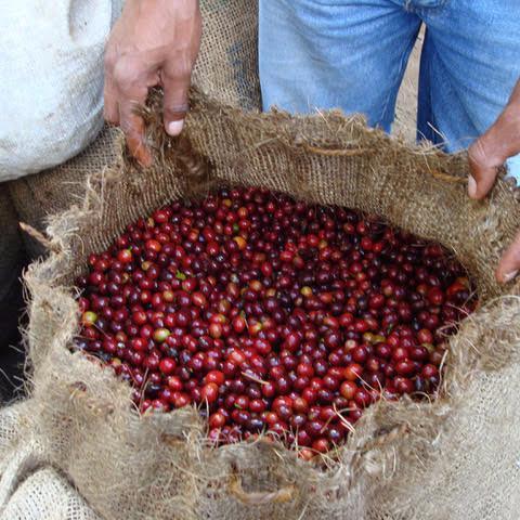 Coffee cherries of El Salvador Las Mercedes Pepinal 1 in sack with man holding bag open.