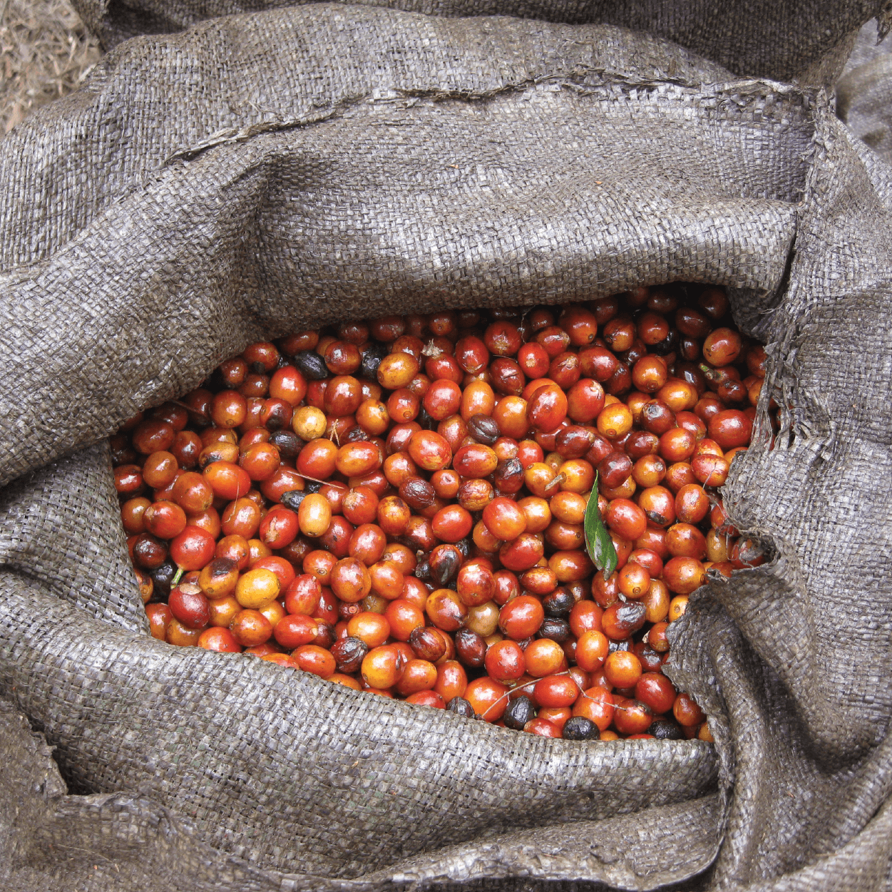 El Salvador Las Mercedes Orange Bourbon Anaerobic Natural