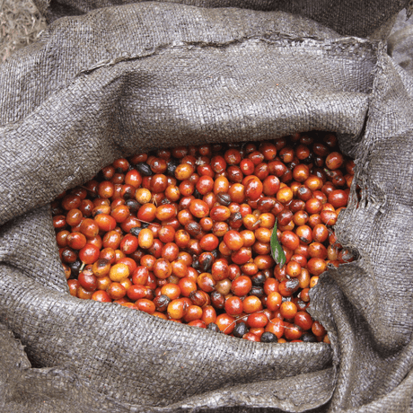 El Salvador Las Mercedes Orange Bourbon Anaerobic Natural