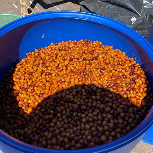 El Salvador Las Mercedes Orange Bourbon Anaerobic Natural
