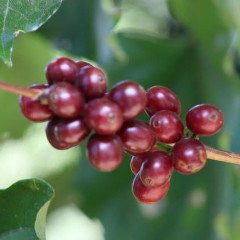 Italian Roast - Klatch Coffee Roasting