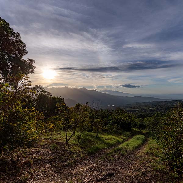 Panama Elida Catuai Natural | Klatch Coffee