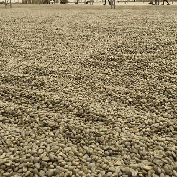 Green-Unroasted Sumatra Mutu Batak - Klatch Coffee Roasting