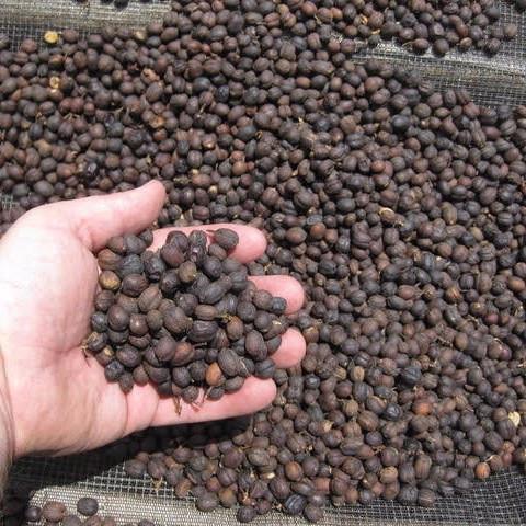 WBC Espresso - Natural_Process_Drying