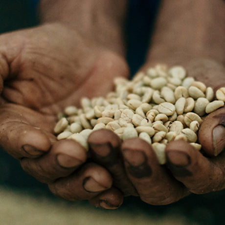 Colombia Ancuya Nariño Washed