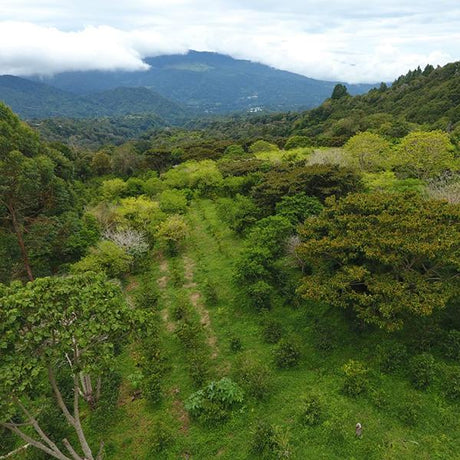 Panama Altieri Specialty Coffee hillside with trees, rolling hills with white clouds hugging the hills in the background.