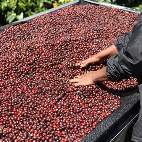 Panama Altieri Rola Catuai Natural
