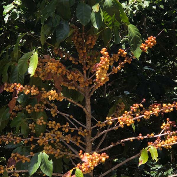 El Salvador Las Mercedes Orange Bourbon Anaerobic Natural