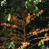 El Salvador Las Mercedes Orange Bourbon Anaerobic Natural