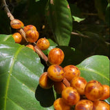 El Salvador Las Mercedes Orange Bourbon Anaerobic Natural
