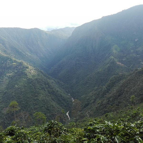 Colombia Huila coffee trees and rolling green canyon with river.