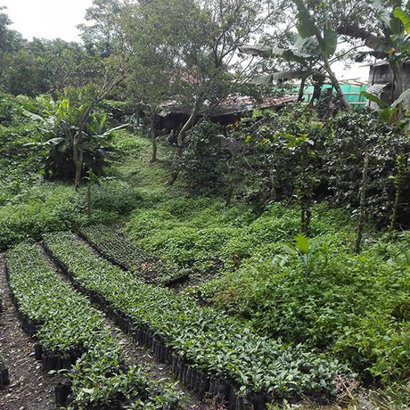 Colombia Huila coffee trees saplings in pots, surrounded by trees and other  plants. 