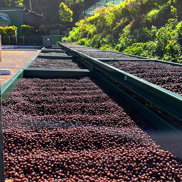 El Salvador Las Mercedes Orange Bourbon Anaerobic Natural