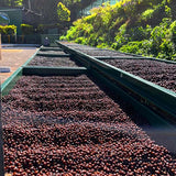 El Salvador Las Mercedes Orange Bourbon Anaerobic Natural