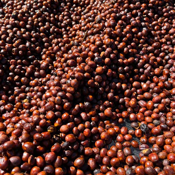 El Salvador Las Mercedes Orange Bourbon Anaerobic Natural