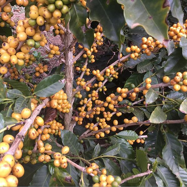 Unroasted Brazil Klatch Diamond Reserve | Green Coffee Beans